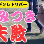 【犬しつけ】【噛むゴールデン】噛み癖を直す前にやるべきこと！