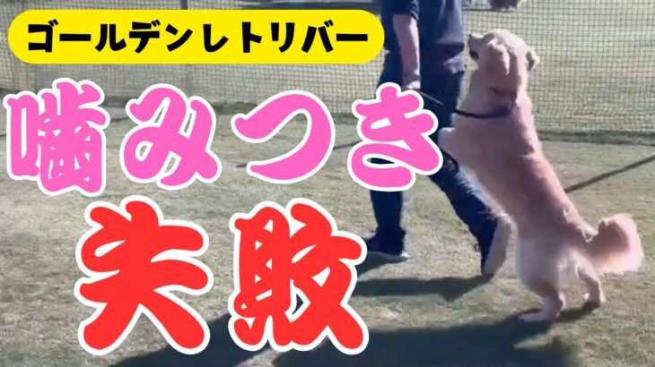 【犬しつけ】【噛むゴールデン】噛み癖を直す前にやるべきこと！