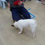 犬の幼稚園 はなちゃんとトレーニング