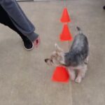 犬の幼稚園 シナモンくんとトレーニング