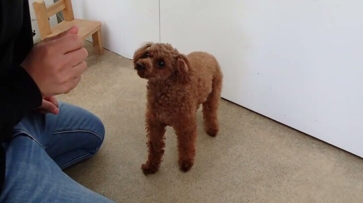 犬の幼稚園 るるちゃんとトレーニング