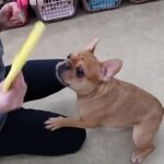 犬の幼稚園 レオくんとトレーニング