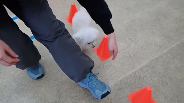 犬の幼稚園 バニラちゃんとトレーニング