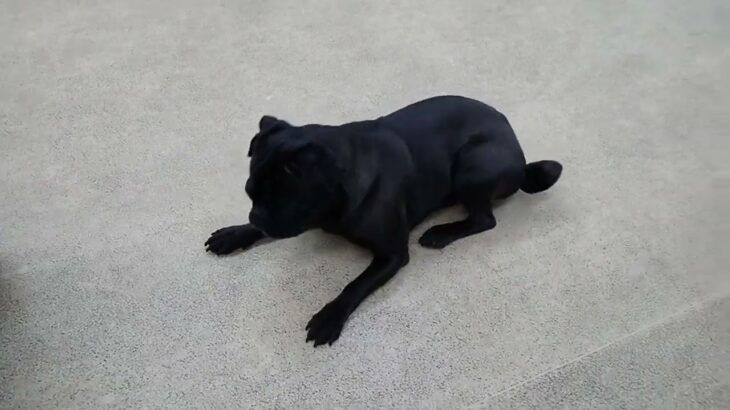 犬の幼稚園 金吾くんとトレーニング