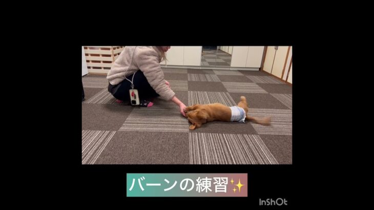 【ペットホテル】ぽん太くんの様子#東京 #豊田駅 #犬のしつけ #ドッグスクール #犬の幼稚園#犬のトレーニング #動物看護師兼トレーナー #犬好き  #ペットホテル