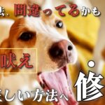 【保存版】室内吠えの間違いやすいしつけ方法を修正→正しく改善する方法をご紹介