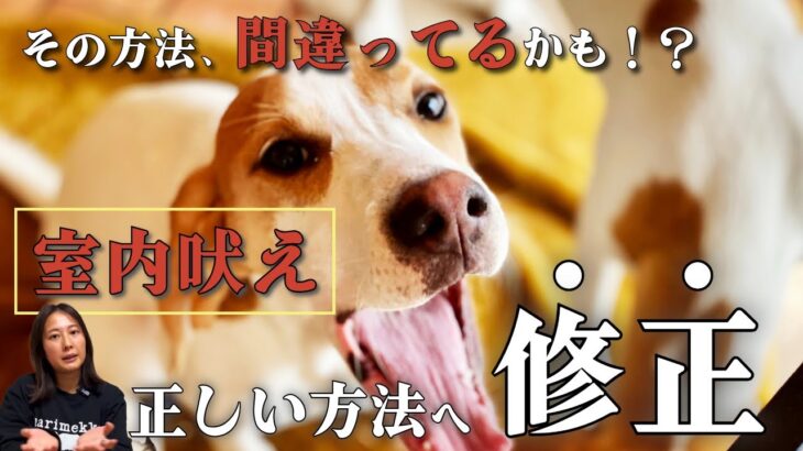 【保存版】室内吠えの間違いやすいしつけ方法を修正→正しく改善する方法をご紹介