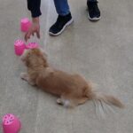 犬の幼稚園 凜ちゃんとトレーニング