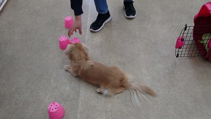 犬の幼稚園 凜ちゃんとトレーニング