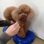 犬の幼稚園 ひなたくんとトレーニング