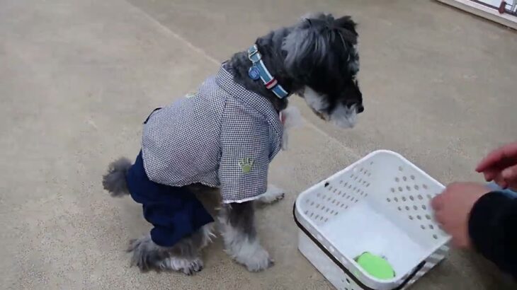 犬の幼稚園 レオンくんとトレーニング