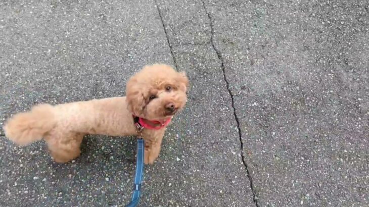 犬の幼稚園 たろうくんとトレーニング