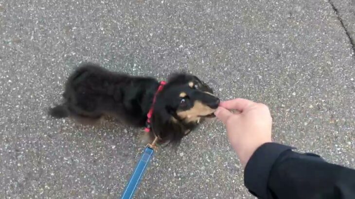 犬の幼稚園 メイちゃんとトレーニング