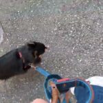 犬の幼稚園 ショコラくんとトレーニング