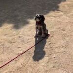 犬の幼稚園 アオくんとトレーニング