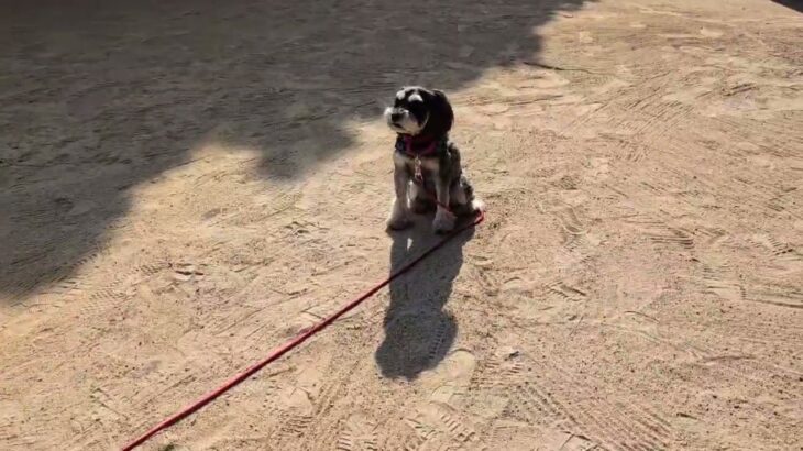 犬の幼稚園 アオくんとトレーニング