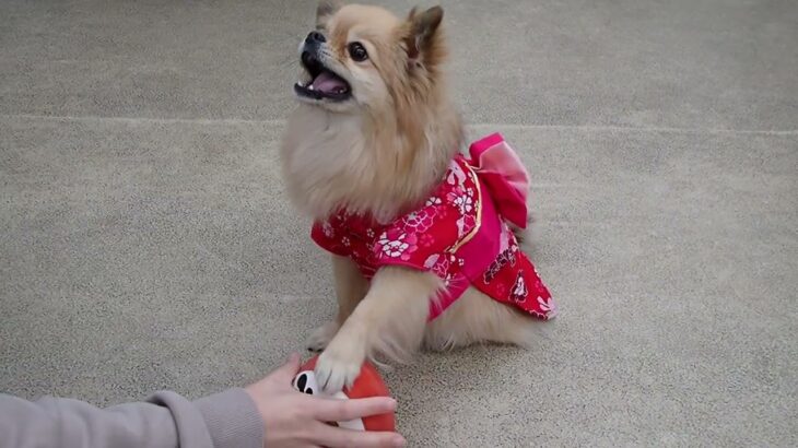 犬の幼稚園 くるみちゃんとトレーニング