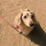 犬の幼稚園 にこまるくんとトレーニング