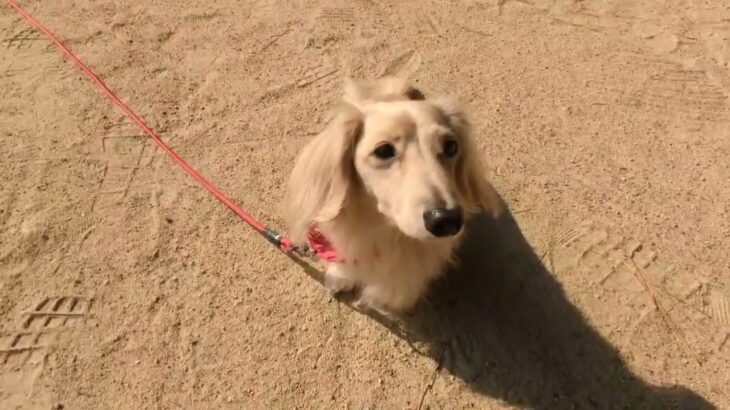 犬の幼稚園 にこまるくんとトレーニング