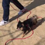 犬の幼稚園 ショコラくんとトレーニング