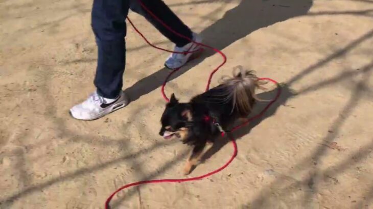 犬の幼稚園 ショコラくんとトレーニング