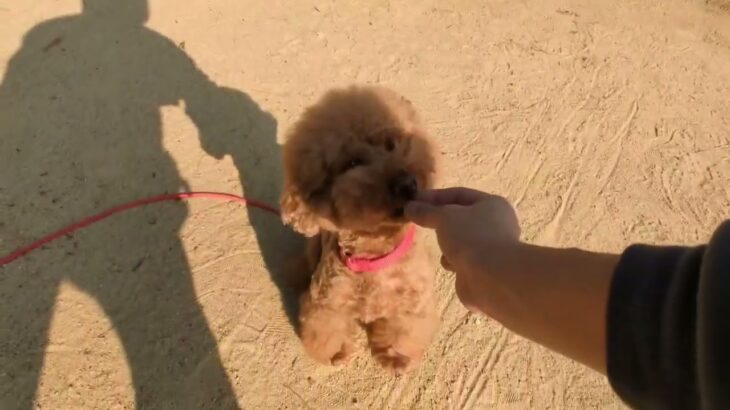 犬の幼稚園 たろうくんとトレーニング