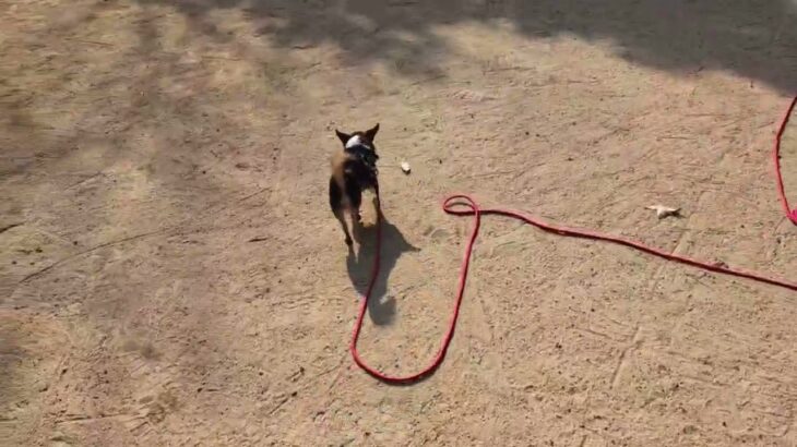 犬の幼稚園 のあくんとトレーニング