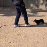 犬の幼稚園 メイちゃんとトレーニング