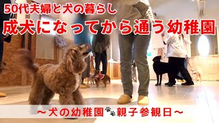 【犬のしつけ】少しは賢くなった？皆の前で必死になるのは飼い主でした😅