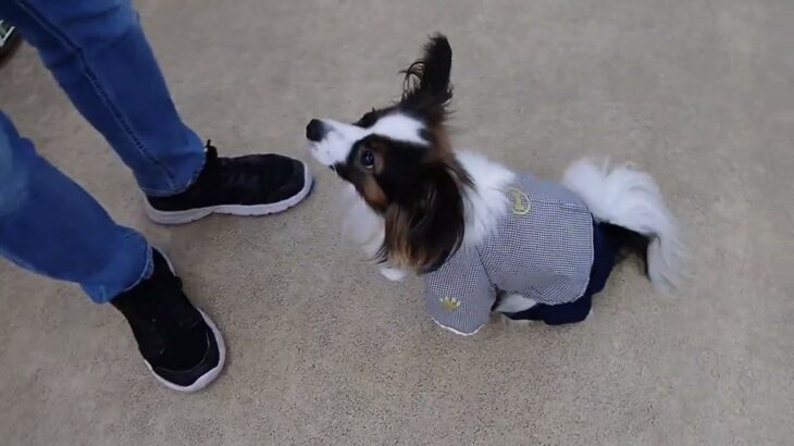 犬の幼稚園 ノエルくんとトレーニング