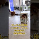 柴犬さんのクレート反復トレーニング風景