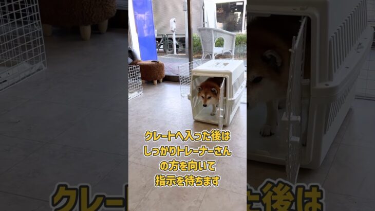 柴犬さんのクレート反復トレーニング風景