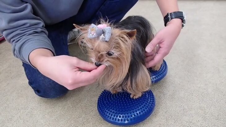 犬の幼稚園 花ちゃんとトレーニング