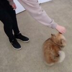 犬の幼稚園 くるみちゃんとトレーニング