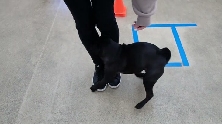 犬の幼稚園 金吾くんとトレーニング