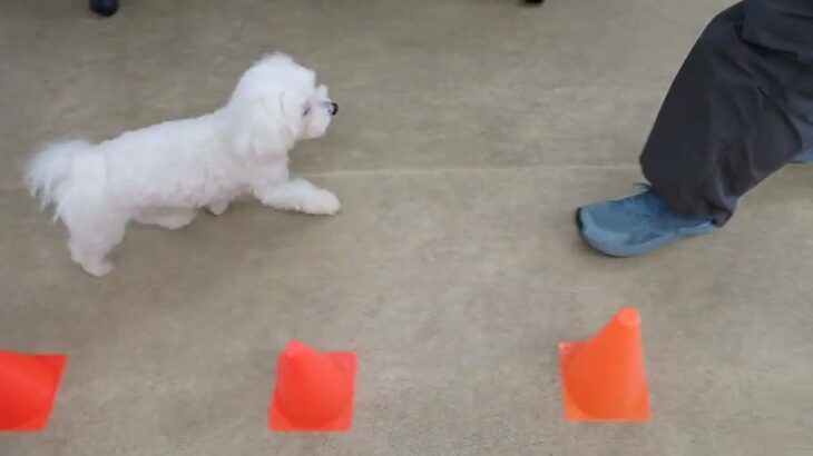 犬の幼稚園 華ちゃんとトレーニング