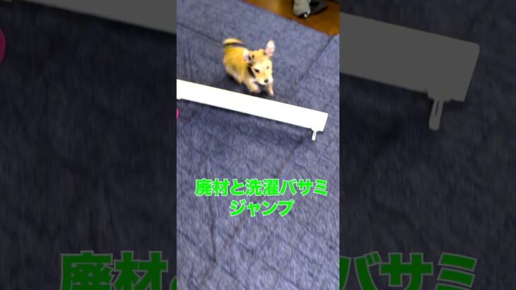 子犬のしつけ⭐︎自宅でアジリティ練習