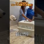 クレート無しでの子犬育ては無謀！①#ドッグトレーナー #イヌバーシティ #子犬育て #いぬのいるくらし #しつけ #子犬のしつけ #ドッグビヘイビアリスト #犬のいる暮らし