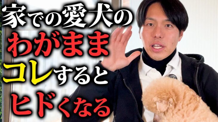 家での愛犬のわがまま行動、コレをするとヒドくなってしまいます