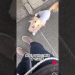 散歩で他の犬に吠える