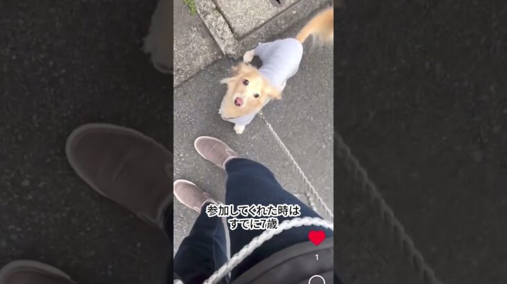 散歩で他の犬に吠える