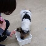 犬の幼稚園 ノエルくんとトレーニング