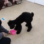 犬の幼稚園 かいくんとトレーニング