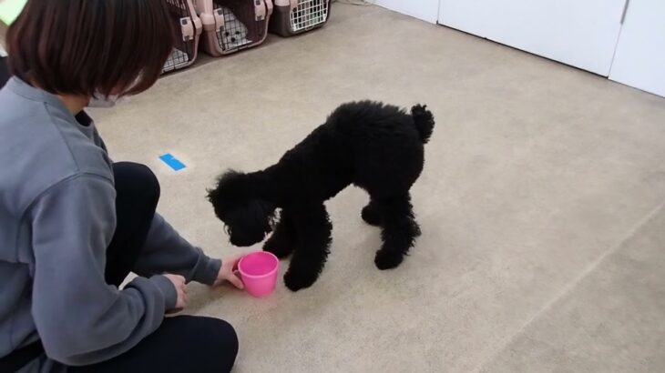 犬の幼稚園 かいくんとトレーニング