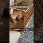 犬も喜ぶハウスのやり方