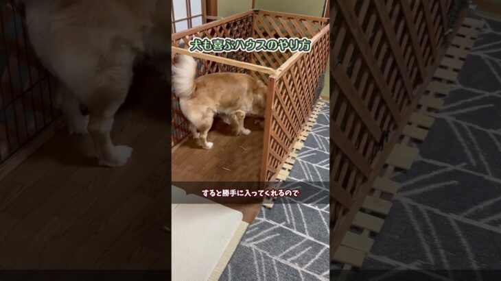 犬も喜ぶハウスのやり方