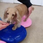 犬の幼稚園 ナノちゃんとトレーニング