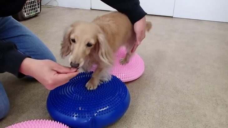 犬の幼稚園 ナノちゃんとトレーニング