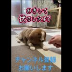 キャバビーうた日記🐶👿悪魔👿降臨⁉️ #キャバビー #ビーグル #キャバリア #しつけ #犬のいる暮らし #ミックス犬