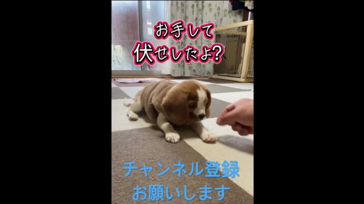 キャバビーうた日記🐶👿悪魔👿降臨⁉️ #キャバビー #ビーグル #キャバリア #しつけ #犬のいる暮らし #ミックス犬